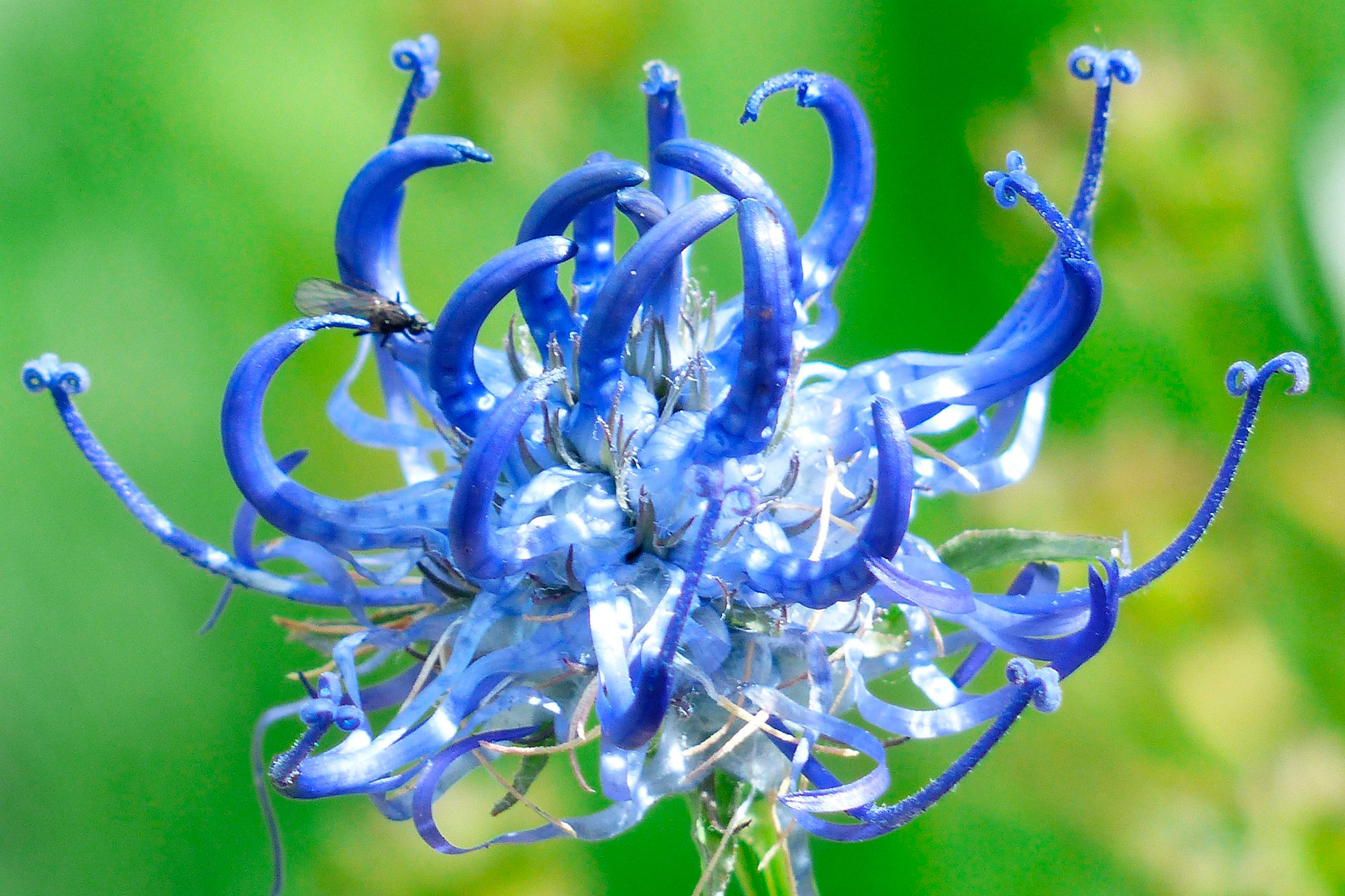 Era-di-Maggio_flora-fauna-pericolo