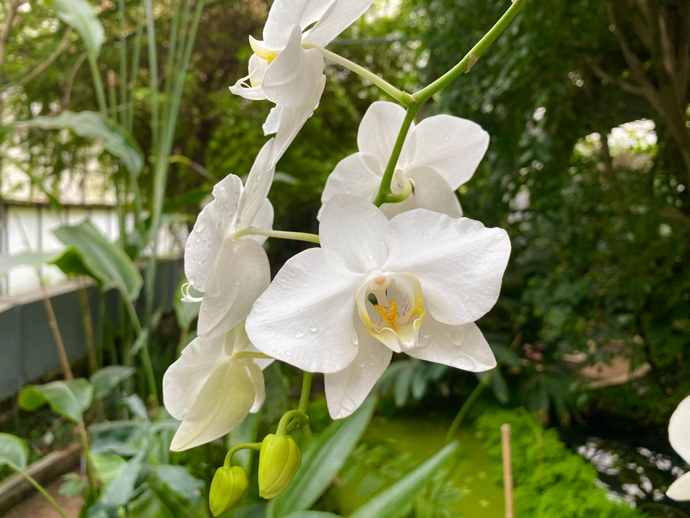Phalenopsis coltivazione orchidee