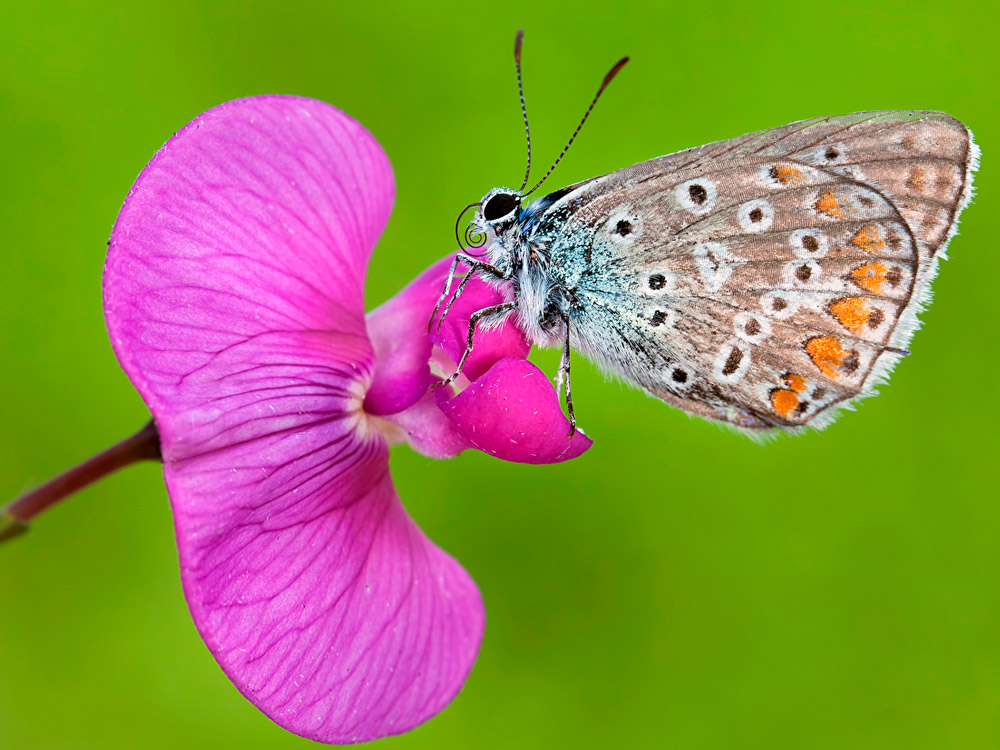 Farfalla e orchidea