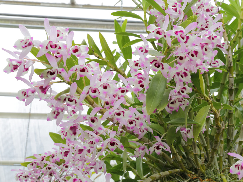 Dendrobium