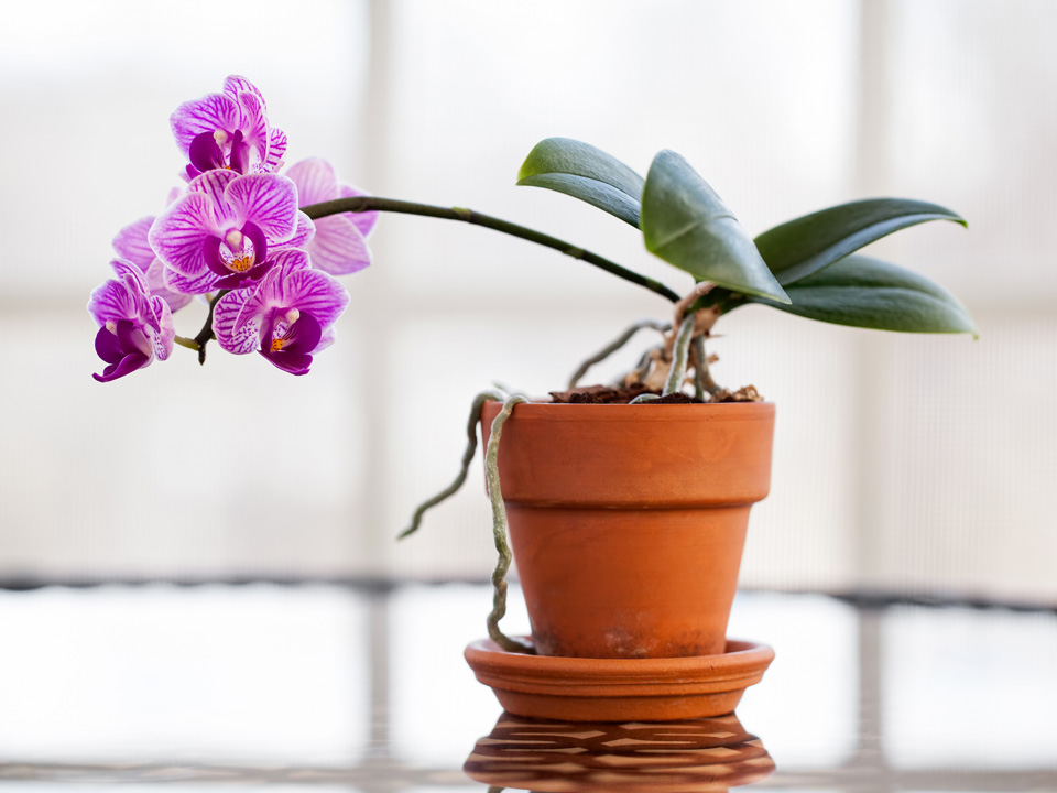 Cura orchidee
