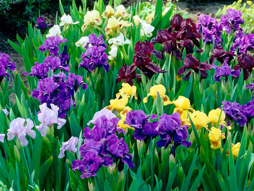 Era-di-maggio_Iris