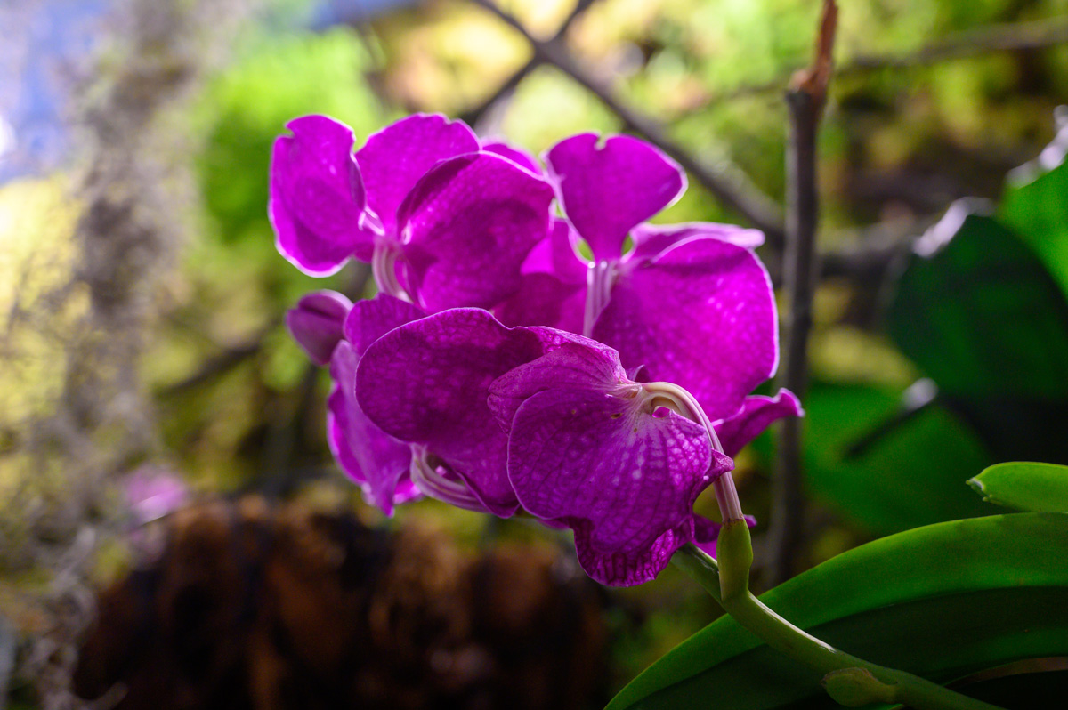Ortidea 2023 - Orchidee