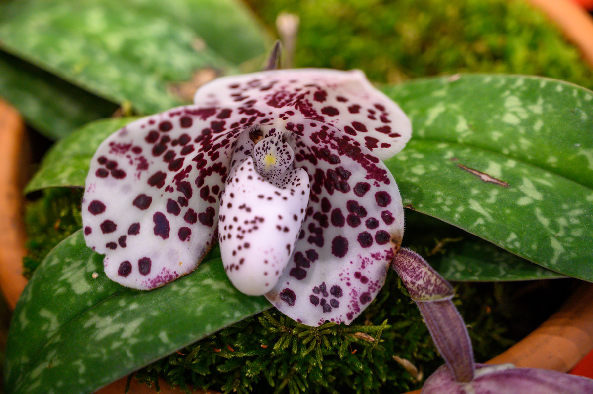 Ortidea 2023 - Orchidee