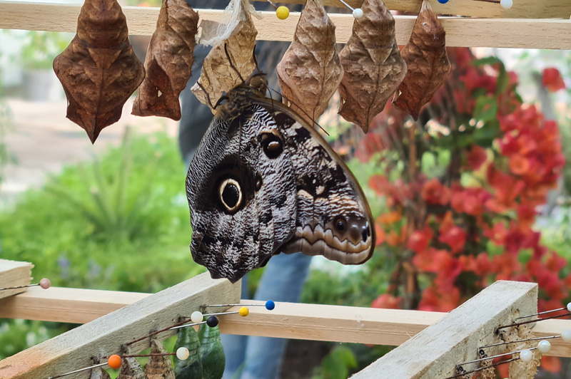 casa delle farfalle a era di maggio